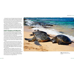 TURTLES OF NORTH AMERICA. AN ILLUSTRATED FIELD GUIDE TO THE TURTLES OF THE CONTINENTAL UNITED STATES AND CANADA 6