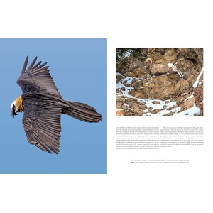 WILD LIVES. THE WORLD'S MOST EXTRAORDINARY WILDLIFE 5