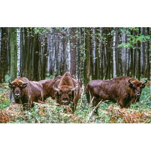 WILD LIVES. THE WORLD'S MOST EXTRAORDINARY WILDLIFE 6