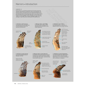 ID HANDBOOK OF EUROPEAN BIRDS (2-VOLUME SET) 4