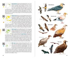 AVES DE ESPAÑA. GUÍAS DE CAMPO 2