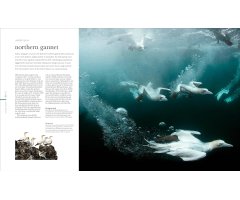 THE SCIENCE OF THE OCEAN. THE SECRETS OF THE SEAS REVEALED 4