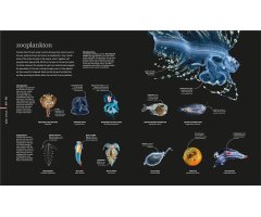THE SCIENCE OF THE OCEAN. THE SECRETS OF THE SEAS REVEALED 6
