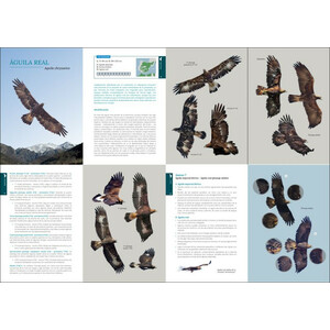 GUÍA DE CAMPO PARA LA IDENTIFICACIÓN DE LAS AVES RAPACES DIURNAS IBÉRICAS_1