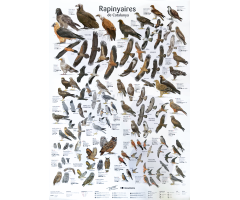 PÒSTER RAPINYAIRES DE CATALUNYA