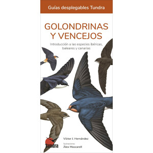 GOLONDRINAS Y VENCEJOS. INTRODUCCIÓN A LAS ESPECIES IBÉRICAS, BALEARES Y CANARIAS. GUÍAS DESPLEGABLES TUNDRA