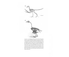 HOW BIRDS EVOLVE. WHAT SCIENCE REVEALS ABOUT THEIR ORIGIN, LIVES & DIVERSITY 3