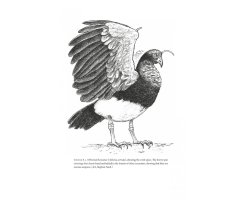 HOW BIRDS EVOLVE. WHAT SCIENCE REVEALS ABOUT THEIR ORIGIN, LIVES & DIVERSITY 4