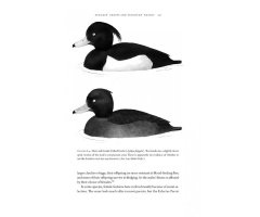 HOW BIRDS EVOLVE. WHAT SCIENCE REVEALS ABOUT THEIR ORIGIN, LIVES & DIVERSITY 5