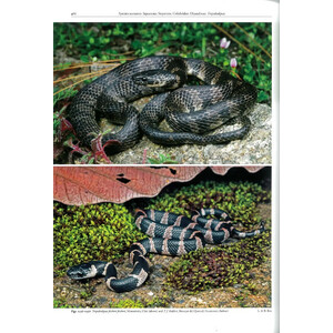 REPTILES OF OAXACA. TURTLES, CROCODILES, LIZARDS AND SNAKES OF MEXICO'S MOST BIODIVERSE STATE 5