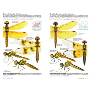 DRAGONFLIES OF NORTH AMERICA_1