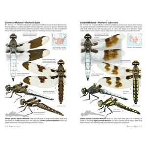 DRAGONFLIES OF NORTH AMERICA 3