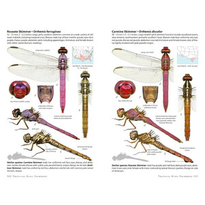 DRAGONFLIES OF NORTH AMERICA 4