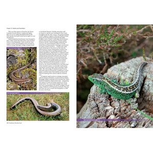 THE NATURE OF THE NEW FOREST. CELEBRATING THE WILDLIFE OF A WORKING COMMON 4