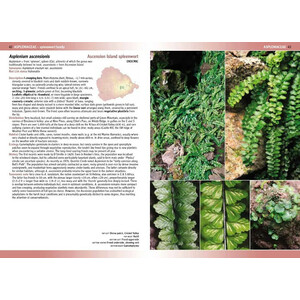 FLOWERING PLANTS & FERNS OF ASCENSION ISLAND_1