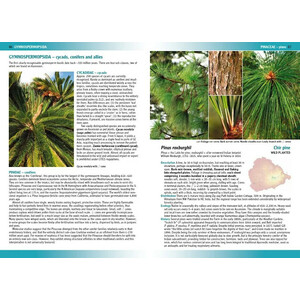 FLOWERING PLANTS &AMP; FERNS OF ASCENSION ISLAND 3