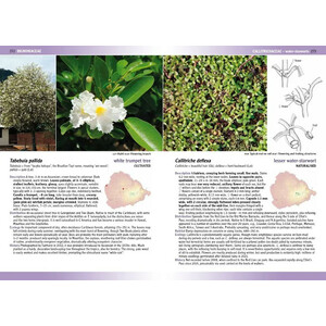 FLOWERING PLANTS &AMP; FERNS OF ASCENSION ISLAND 4
