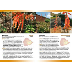 FLOWERING PLANTS &AMP; FERNS OF ASCENSION ISLAND 5