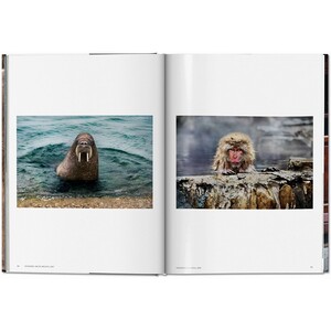 STEVE MC CURRY. ANIMALS_1