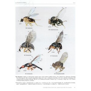MANUAL OF AFROTROPICAL DIPTERA. VOLUME 3 3
