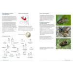 FIELD GUIDE TO FLIES WITH THREE PULVILLI. FAMILIES OF HOMEODACTYLA OF NORTHWEST EUROPE_1