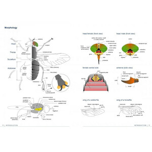 FIELD GUIDE TO FLIES WITH THREE PULVILLI. FAMILIES OF HOMEODACTYLA OF NORTHWEST EUROPE 3