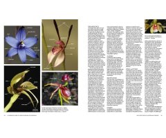 A COMPLETE GUIDE TO NATIVE ORCHIDS OF AUSTRALIA_1