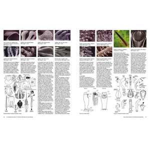 A COMPLETE GUIDE TO NATIVE ORCHIDS OF AUSTRALIA 4