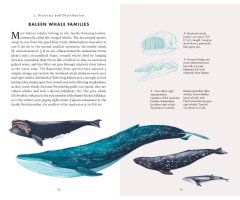 THE LITTLE BOOK OF WHALES 3