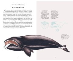 THE LITTLE BOOK OF WHALES 4