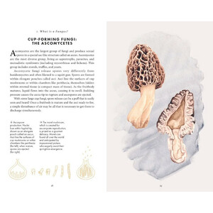 THE LITTLE BOOK OF FUNGI_1