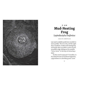 FROG DAY: A STORY OF 24 HOURS AND 24 AMPHIBIAN LIVES 3