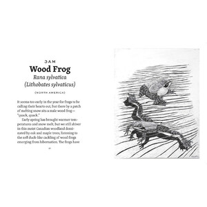 FROG DAY: A STORY OF 24 HOURS AND 24 AMPHIBIAN LIVES 4