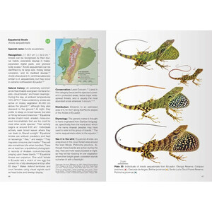 REPTILES OF ECUADOR. LIFE IN THE MIDDLE OF THE WORLD_1