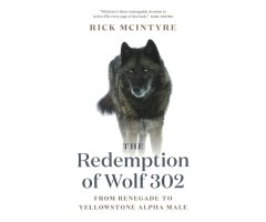 THE REDEMPTION OF WOLF 302. FROM RENEGADE TO YELLOWSTONE ALPHA MALE