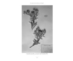 MIS EXPLORACIONES BOTÁNICAS EN EL MAGREB. RETAZOS DE UN DIARIO 4
