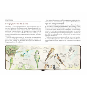 CUADERNO DE CAMPO. APRENDE DIBUJANDO 6