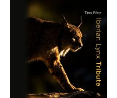 IBERIAN LYNX TRIBUTE