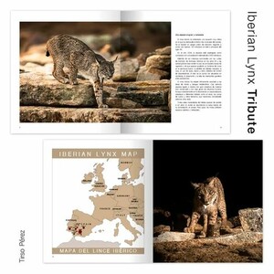 IBERIAN LYNX TRIBUTE_1