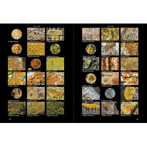 LICHENS OF IRELAND & GREAT BRITAIN: A VISUAL GUIDE TO THEIR IDENTIFICATION (2 VOLUME SET) 3