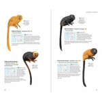 NEOTROPICAL PRIMATES 2