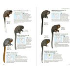 NEOTROPICAL PRIMATES 4