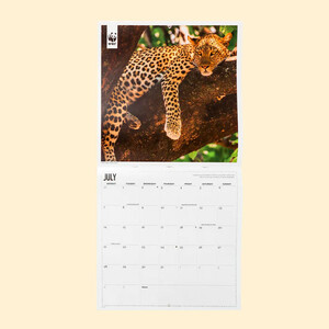CALENDARIO WWF BIG CATS SQUARE WALL CALENDAR 2025_1