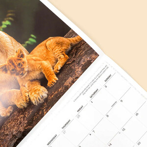 CALENDARIO WWF BIG CATS SQUARE WALL CALENDAR 2025 3