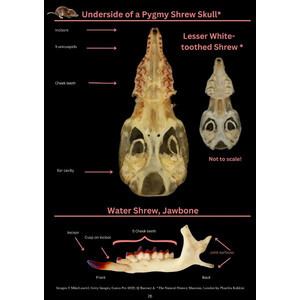 A PHOTOGRAPHIC GUIDE TO SMALL MAMMAL BONES IN BARN OWL PELLETS_1