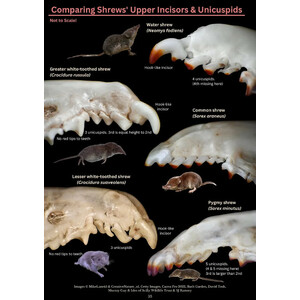 A PHOTOGRAPHIC GUIDE TO SMALL MAMMAL BONES IN BARN OWL PELLETS 3