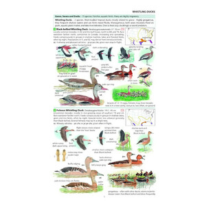 FIELD GUIDE TO THE BIRDS OF NORTH AMERICA_1