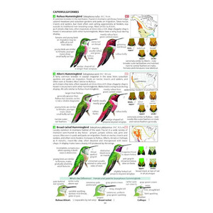 FIELD GUIDE TO THE BIRDS OF NORTH AMERICA 4