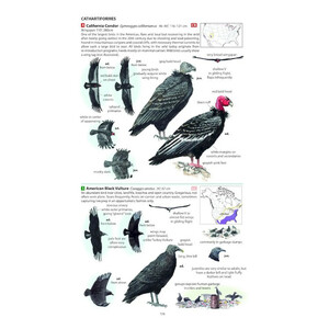 FIELD GUIDE TO THE BIRDS OF NORTH AMERICA 6