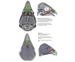 THE PEREGRINE FALCON 4